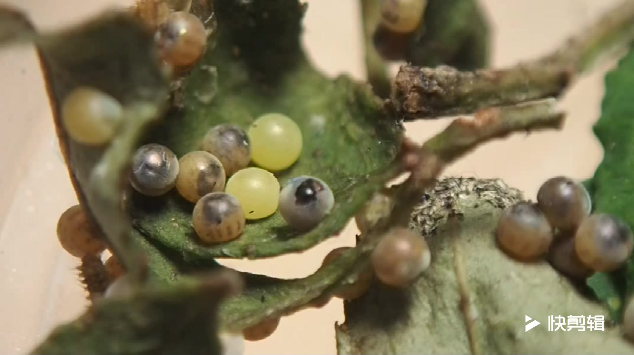 高清实拍柑橘凤蝶毛虫破卵经过剪接