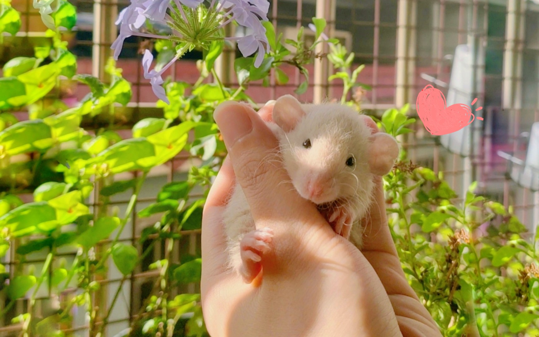 【花枝鼠】它真的好爱干净