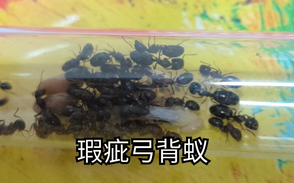 【蚂蚁】瑕疵弓背蚁——开箱