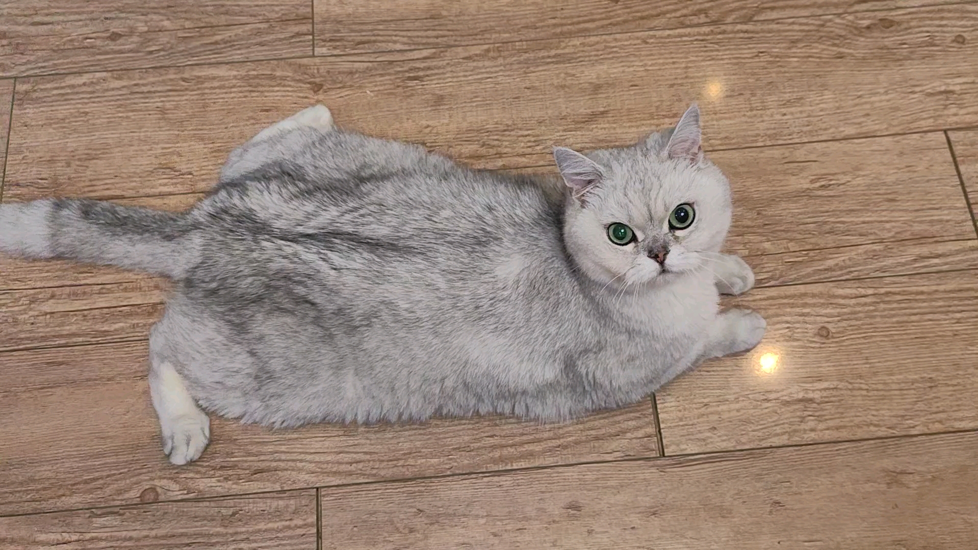 一只可可爱爱的喵喵虫