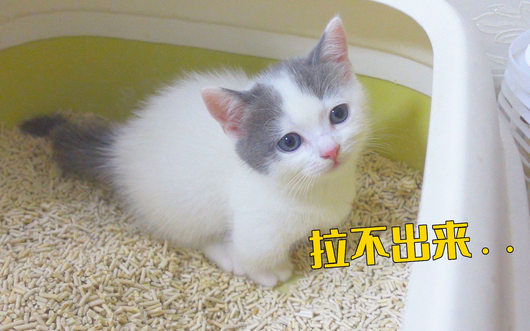 小奶猫居然便秘了,喂点酸奶能有用吗?哔哩哔哩bilibili