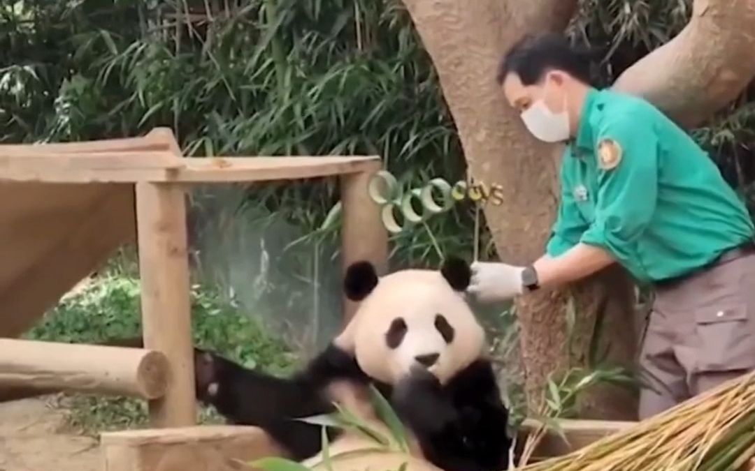 大熊猫在全世界的排面,住着十二万平米的大熊猫馆,堪称世界级国宝.哔哩哔哩bilibili