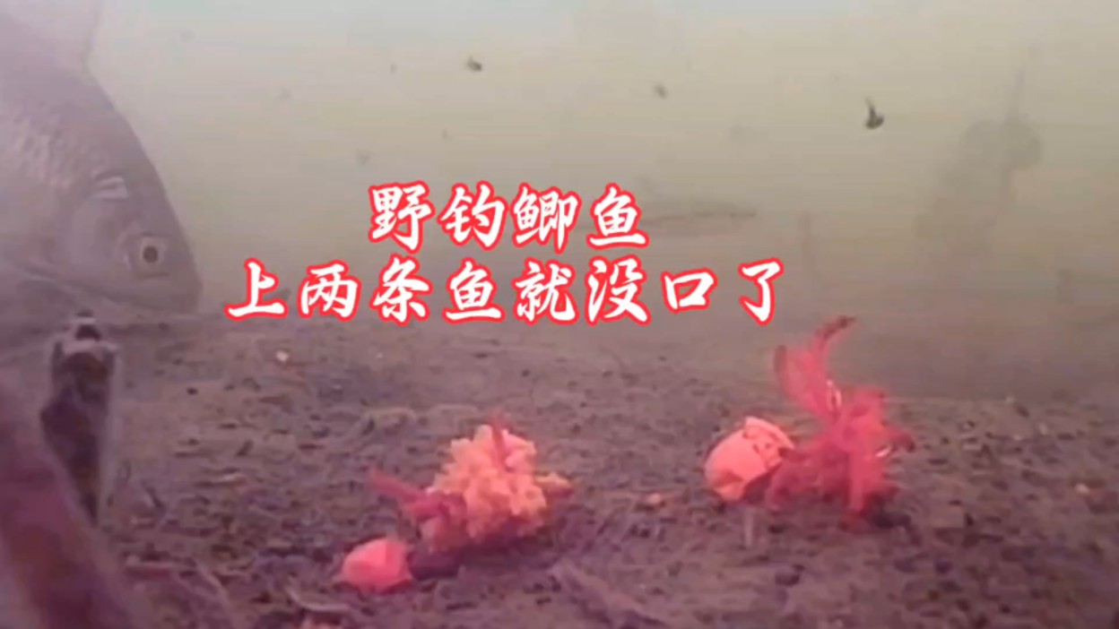 野钓鲫鱼,总是上两条就没口了
