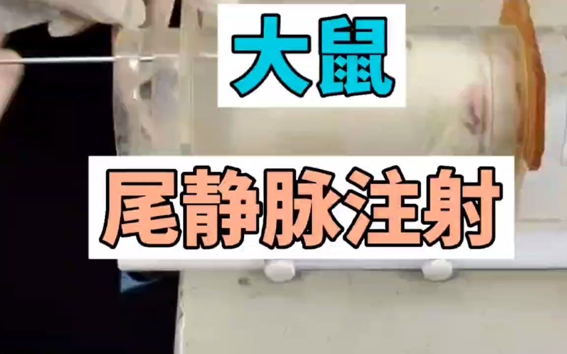 大鼠尾静脉解剖图谱图片