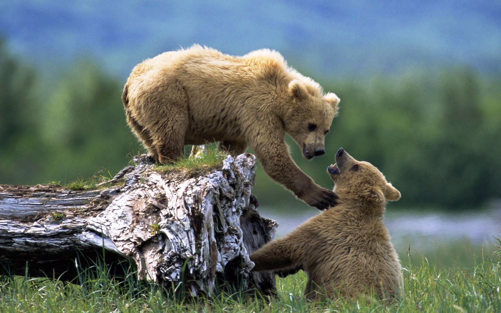 动物保护 宣传片 善待动物 动物也会善待我们