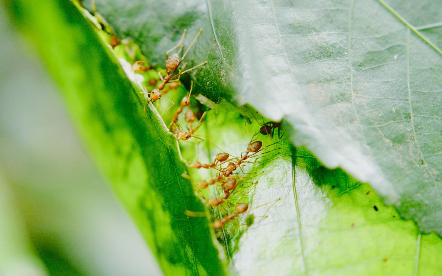 黄猄蚁团队合作织房子连未成年都要出一份力