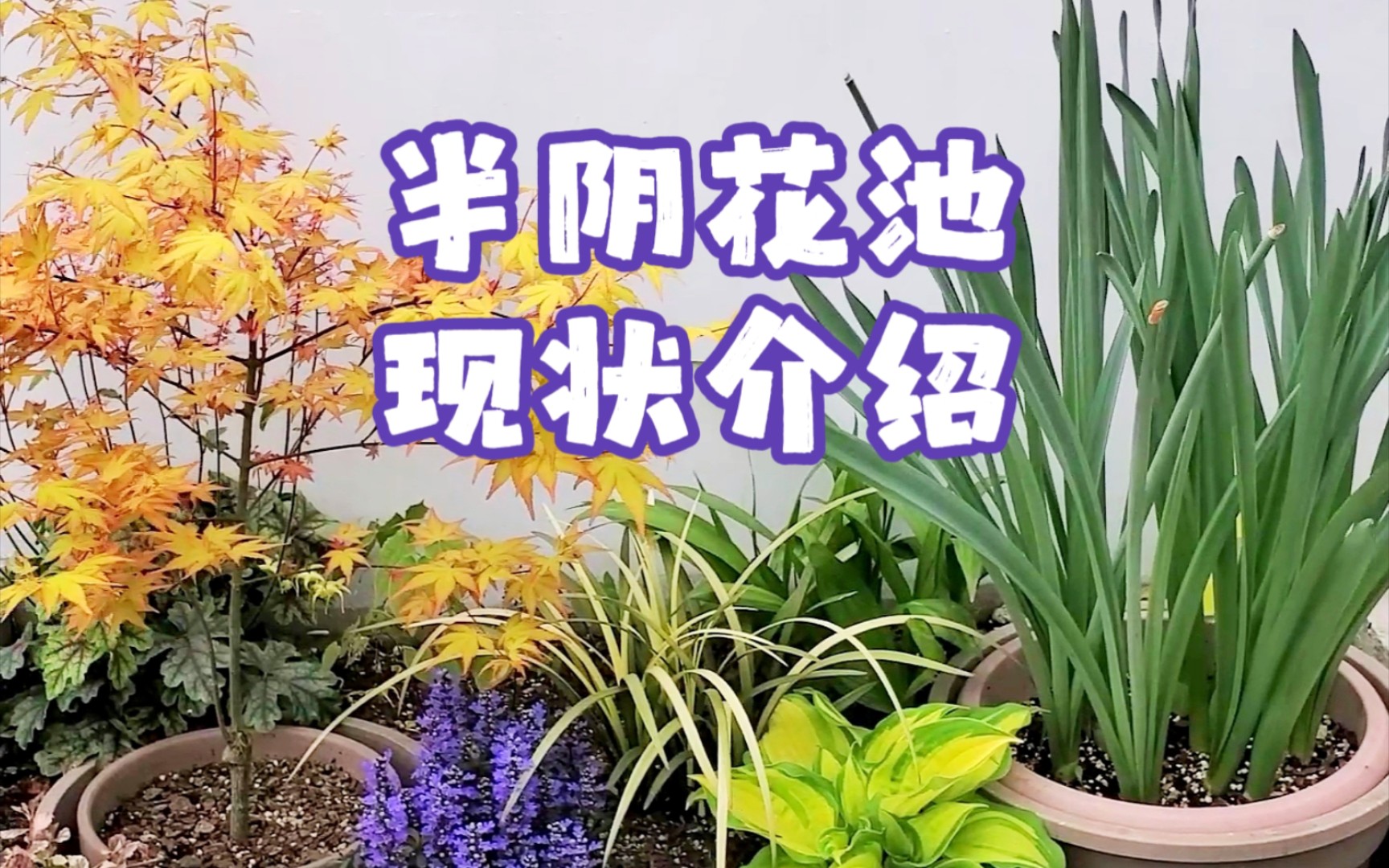 半阴花池现状介绍|半阴植物组合花池哔哩哔哩bilibili