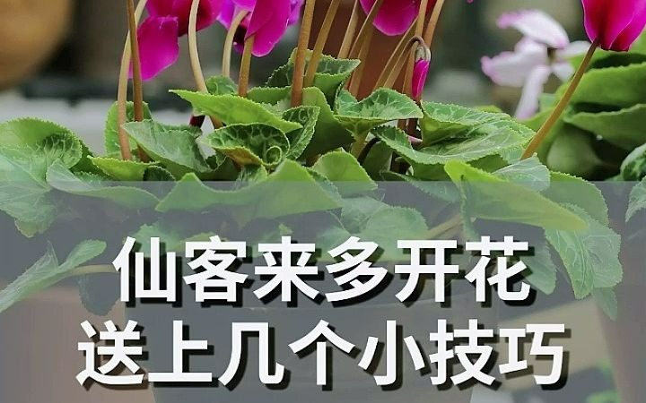 让仙客来多开花的养护小技巧哔哩哔哩bilibili