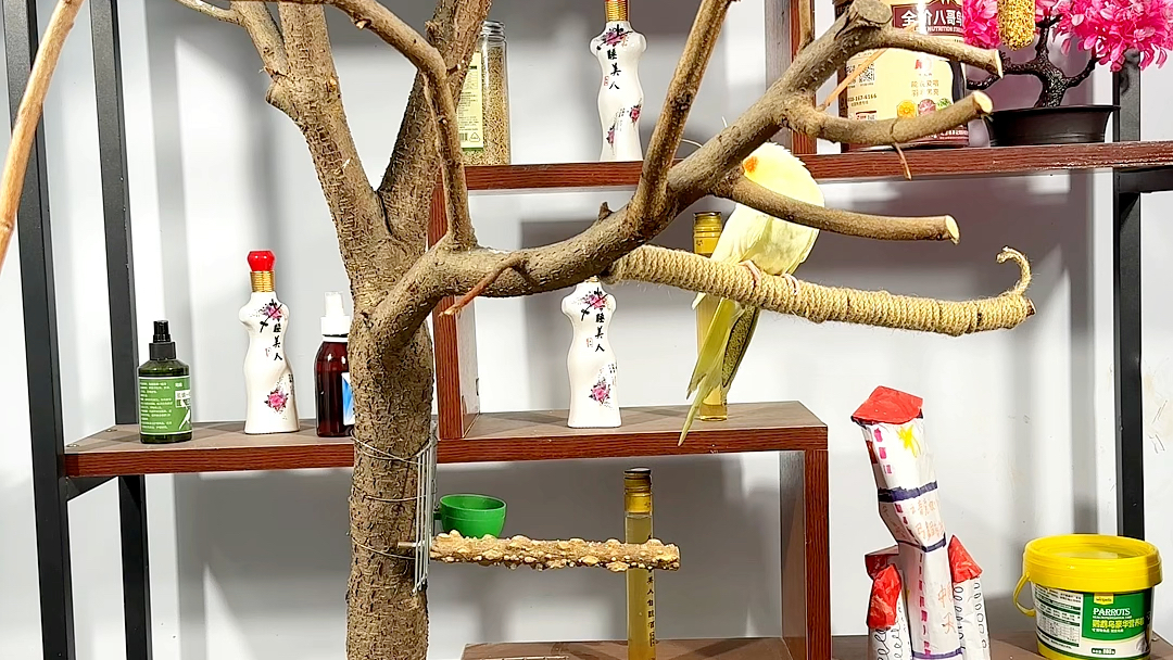 从老家砍了一棵桃树做的鹦鹉站架,小伙伴们看看怎么样