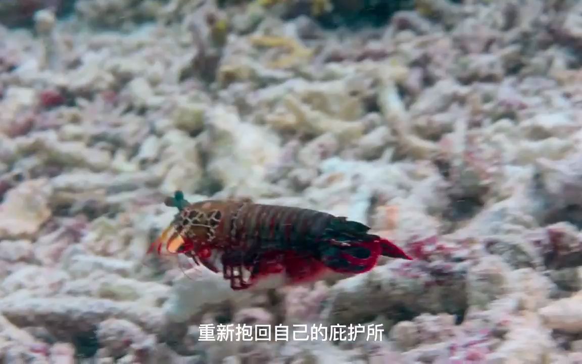 雀尾螳螂虾全力一击堪比9毫米子弹,甚至可以在海水中产生火花