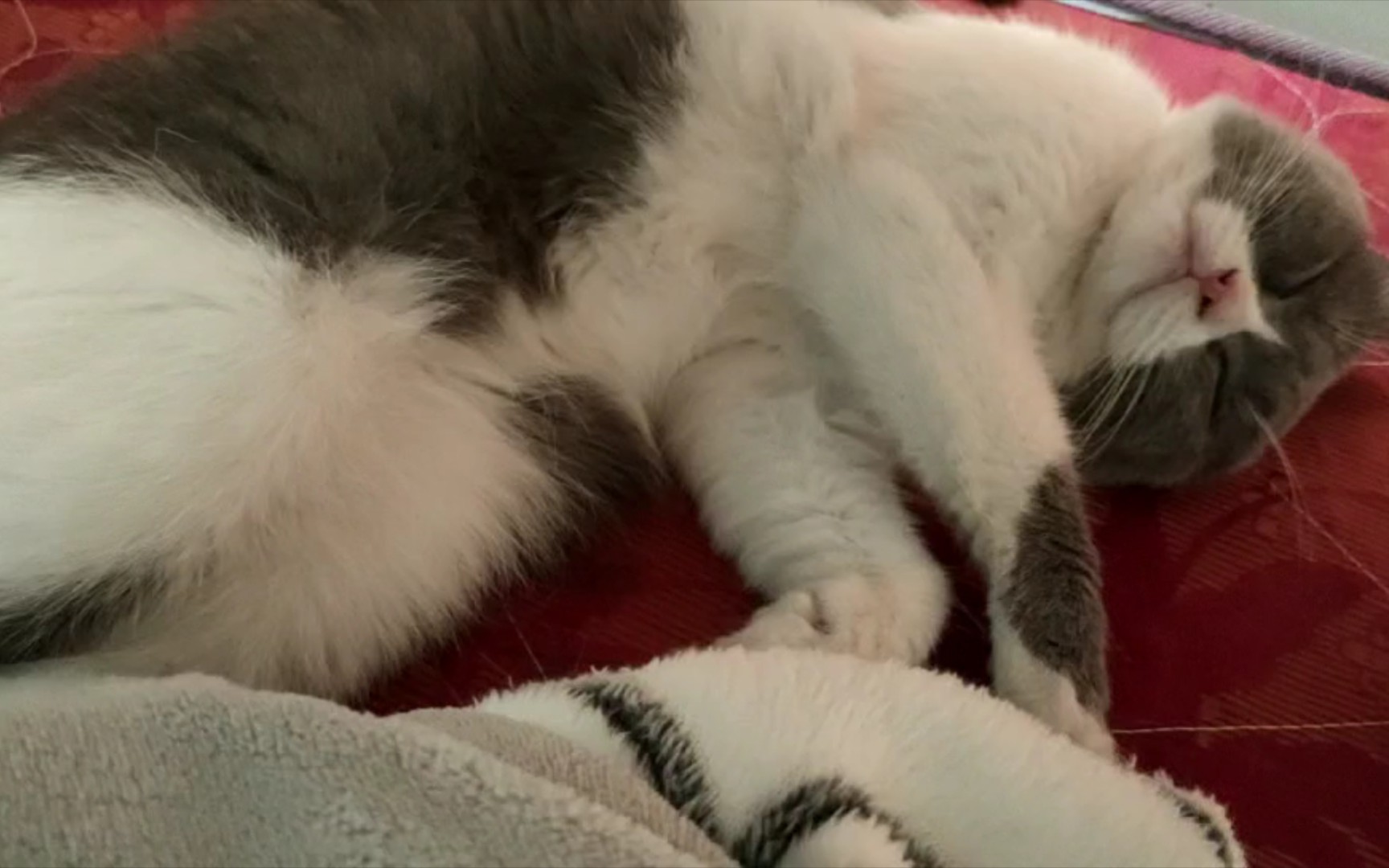 小懒猫该起床啦