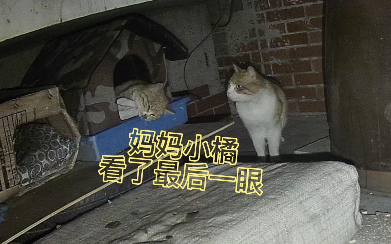 23.1.14 又是1月14日!冬天除了收人,还要收猫吗?哔哩哔哩bilibili