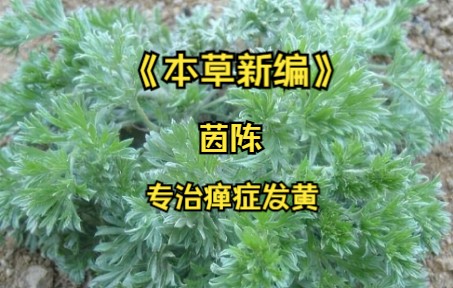 《本草新编》茵陈 专治瘅症发黄哔哩哔哩bilibili