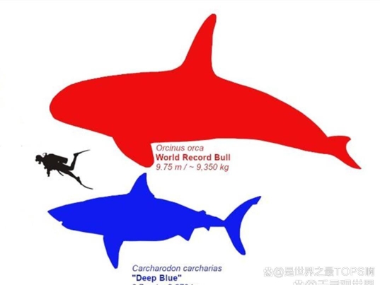 极限虎鲸和大白鲨对比图,虎鲸体重地洞哔哩哔哩bilibili