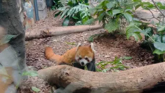 下载视频: 小熊猫敲可爱～卡皮巴拉是野猪么…