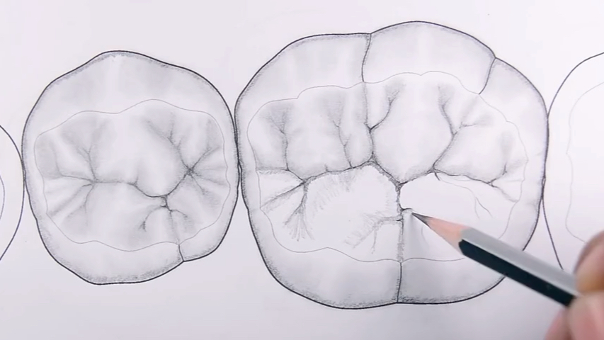 口腔解剖生理学画牙齿图片