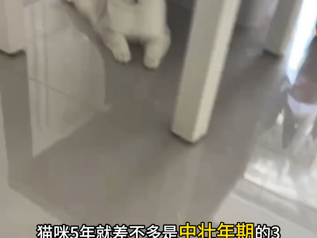 如何分辨猫咪的年龄?哔哩哔哩bilibili