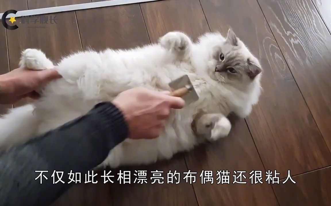 来养布偶猫吧,猫狗两用哔哩哔哩bilibili