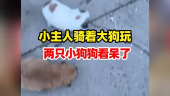 小主人骑着大狗玩，两只小狗狗看呆了