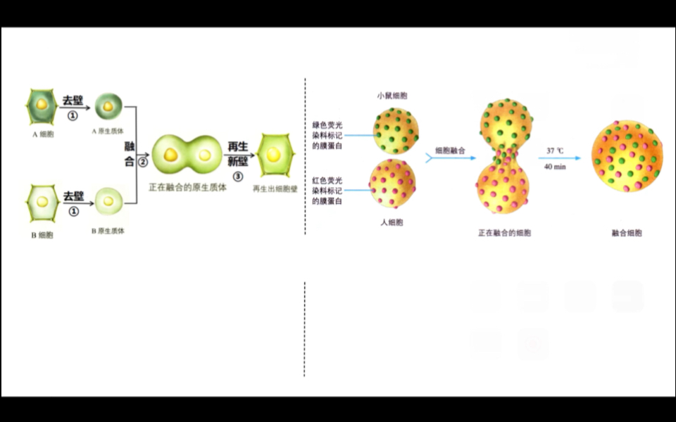 活动作品选必三22动物细胞融合技术与单克隆抗体课件