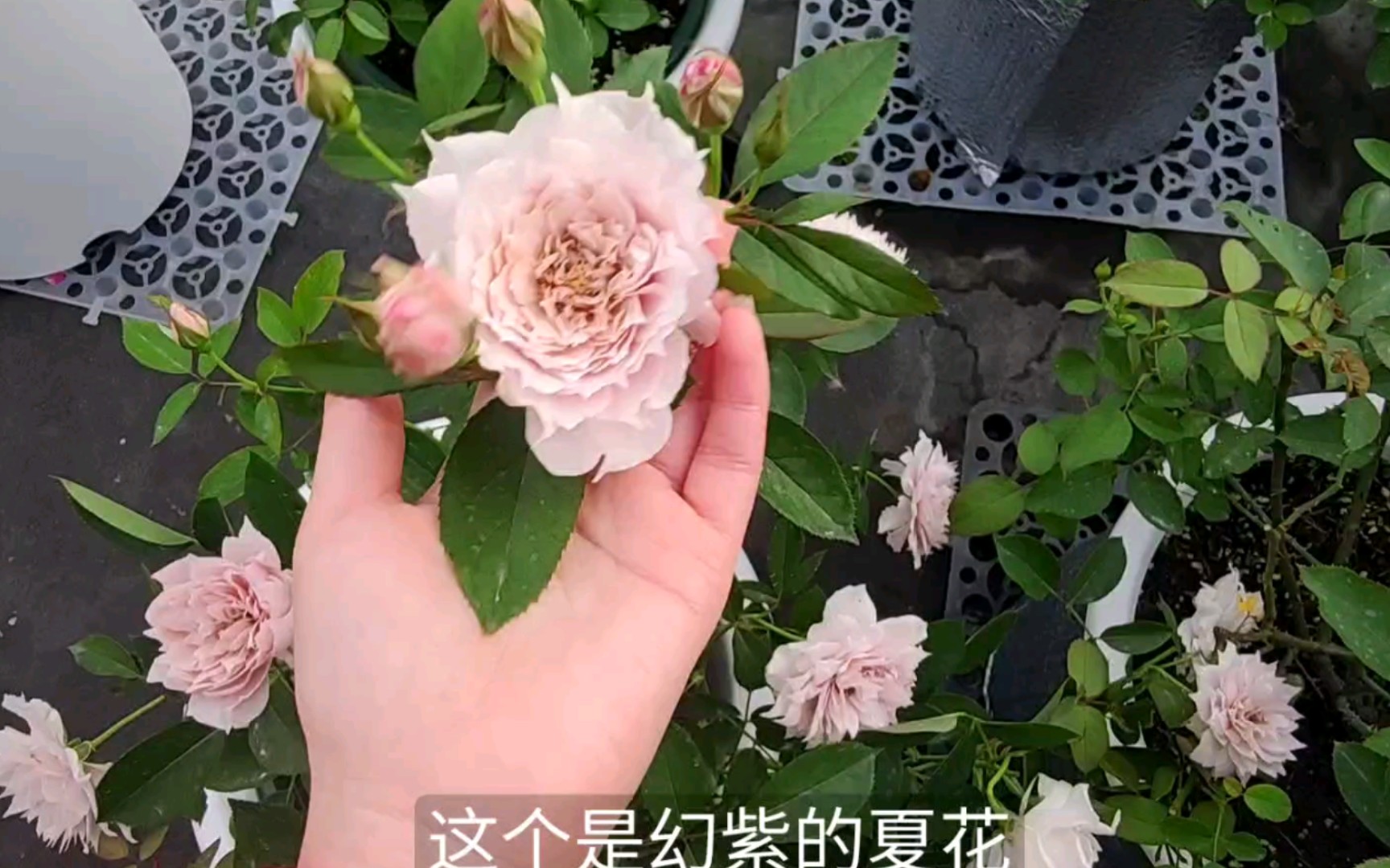 比较幻紫和蜻蜓两种月季的异同哔哩哔哩bilibili