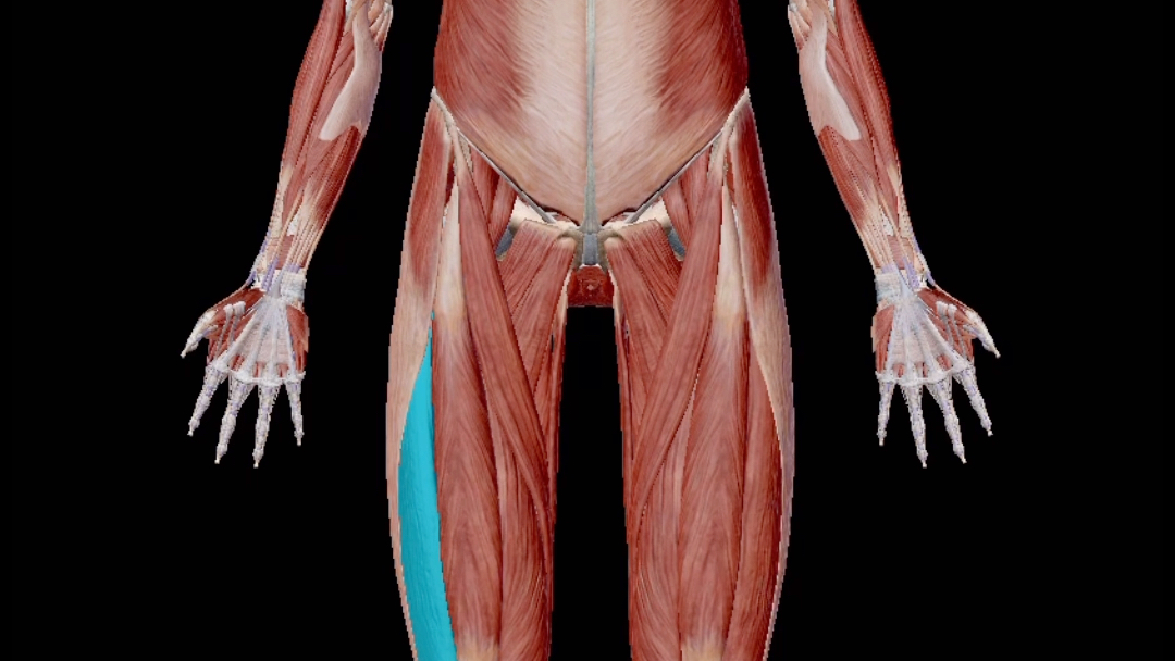 第6集 健身教练才知道的肌肉知识之股外侧肌(肌肉解剖学)