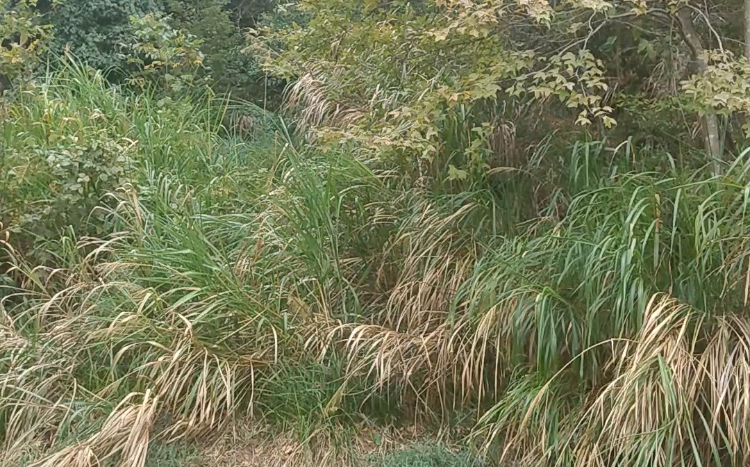 为什么荒山野岭有人种菜?