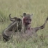 英雄出少年：亚成年斑鬣狗单杀角马2022.9.23
