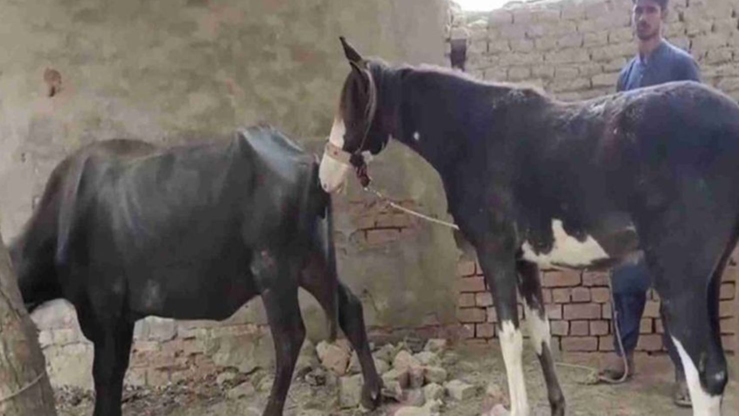 强行让母牛和公马杂交,能生下来啥动物,会是"牛马"吗?