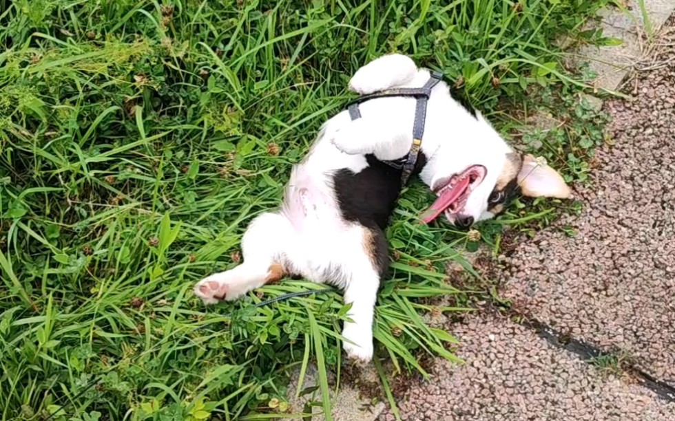 修狗狗在草坪开心打滚