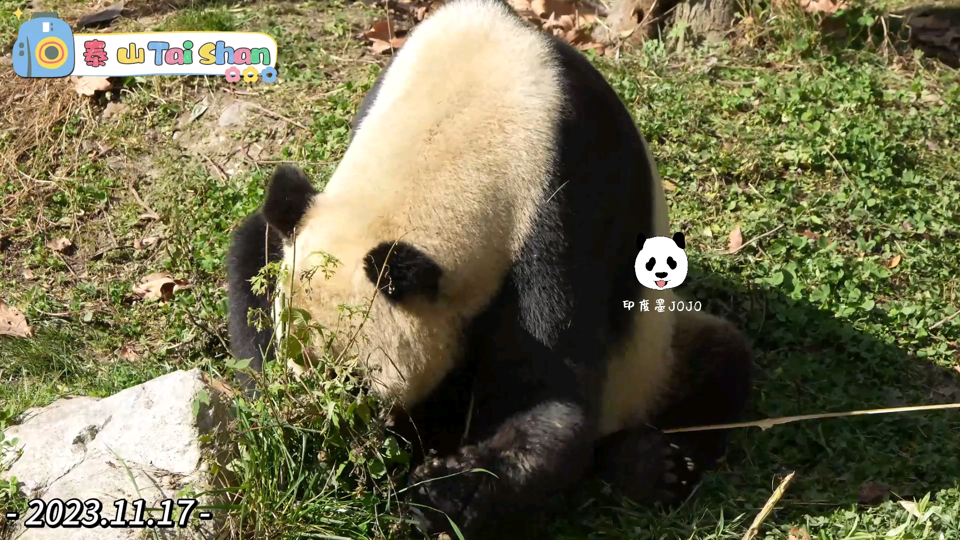 大熊猫泰山.溜gai的泰果果.