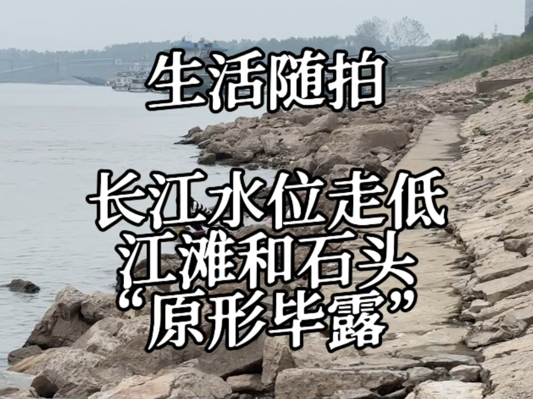 长江水位走低 江滩和石头“原形毕露”哔哩哔哩bilibili