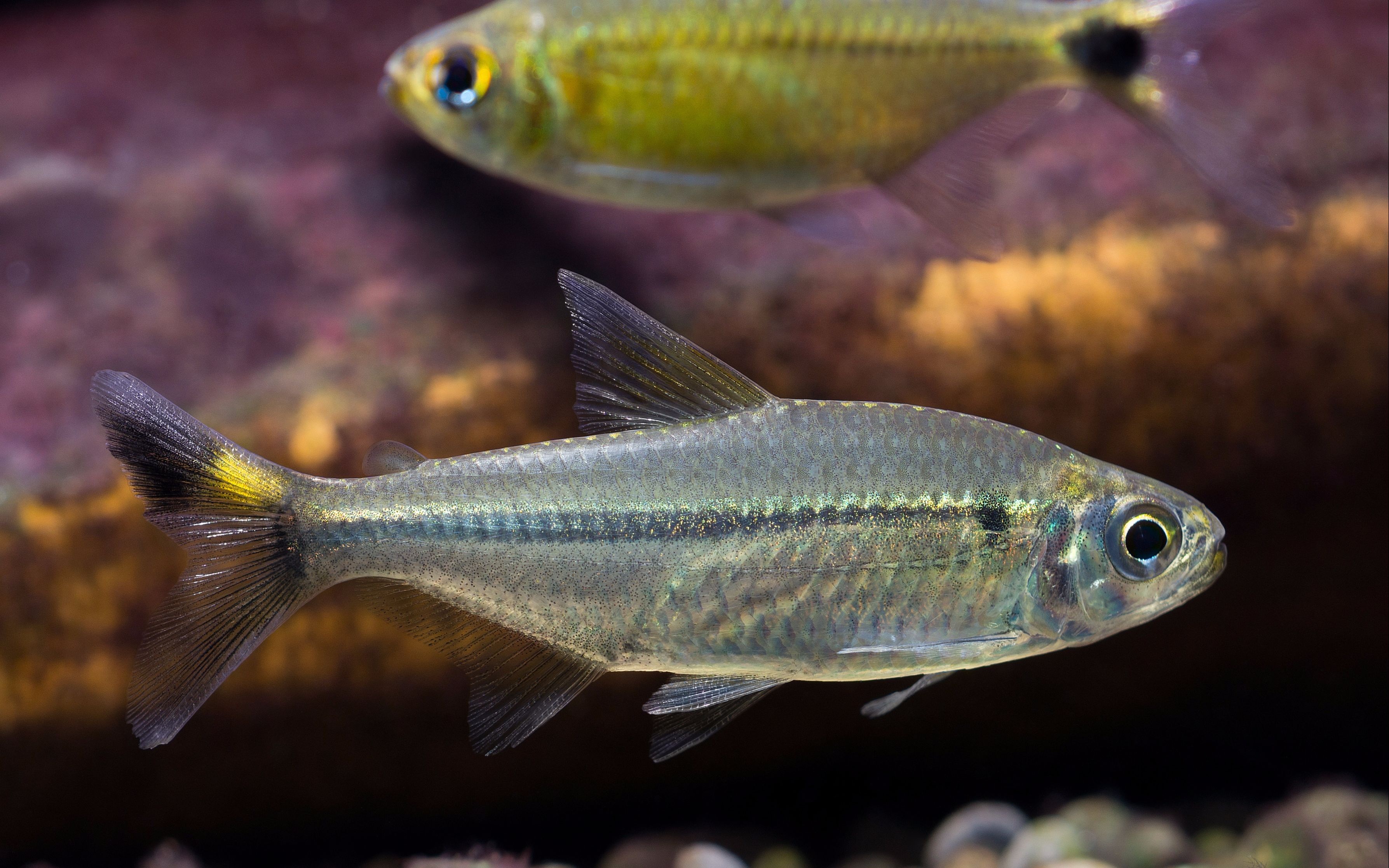 自家鱼缸灯鱼热带鱼上沿尾