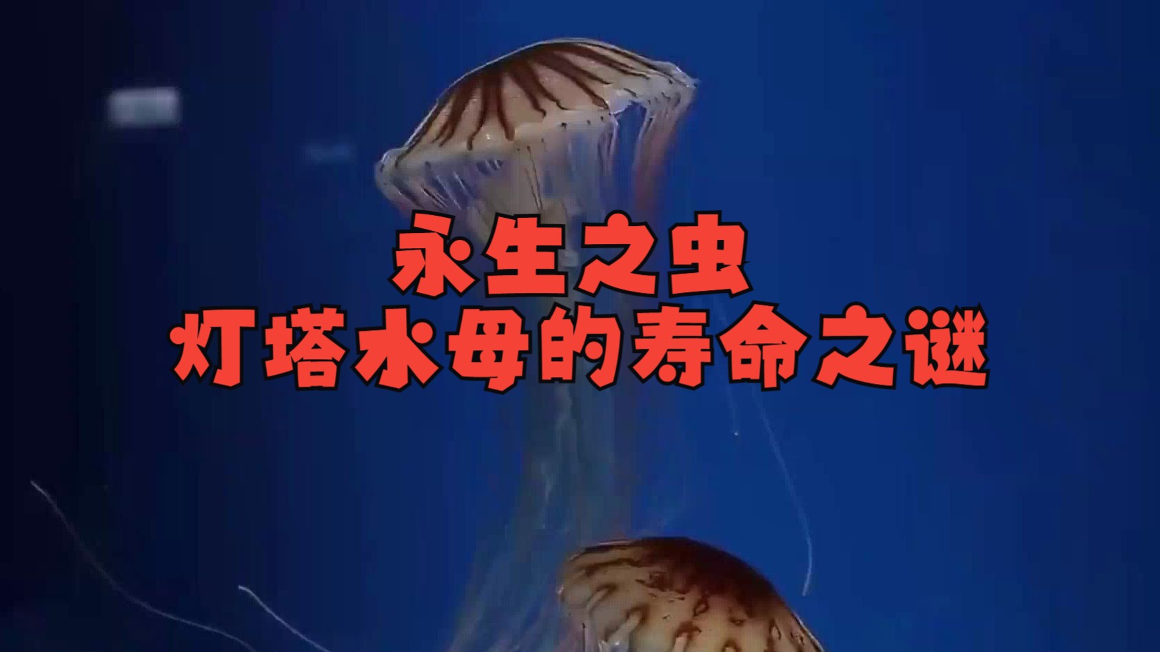 永生之蟲:燈塔水母的壽命之謎