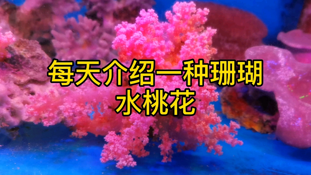 每天介绍一种珊瑚-水桃花