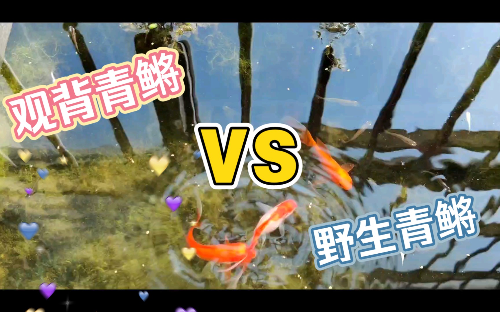 野生青鳉哔哩哔哩bilibili