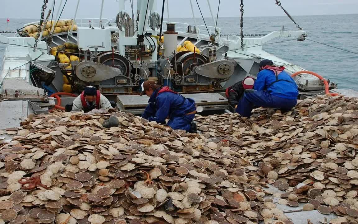 国外深海捕捞夏威夷贝,专业远洋大船捕捞百万只扇贝,流水线操作哔哩哔哩bilibili