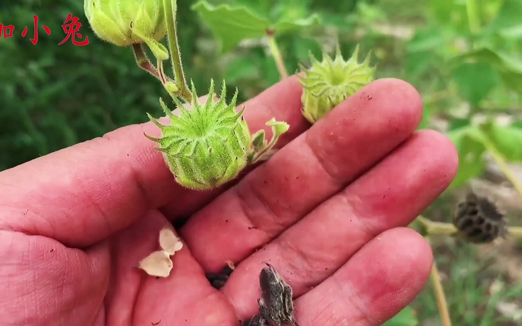 农村常见植物苘麻,生活中有啥用途与价值?看完涨知识了哔哩哔哩bilibili