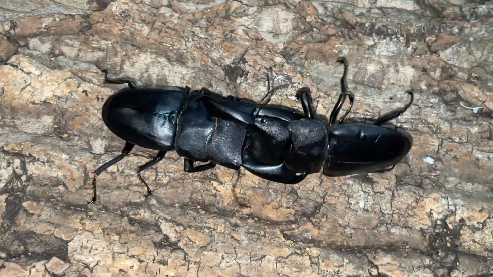 98本岛苏拉威西巨扁 vs 98/100帝王巨扁