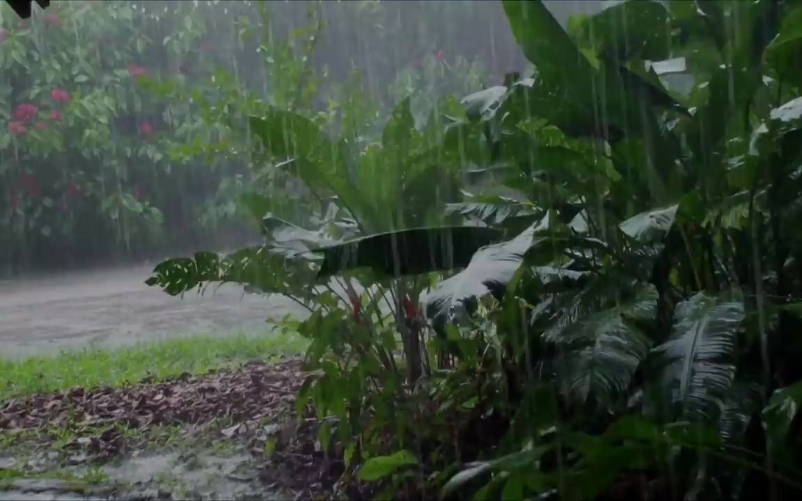 [图]【白噪音睡眠】小山村雨打芭蕉，，享受雨声淋漓的畅快，释放压力8小时