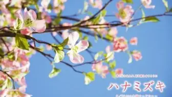 Mv 新垣結衣 ハナミズキ花水木 哔哩哔哩 Bilibili
