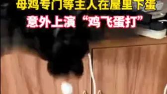 鸡中霸王龙 越南女子养殖 龙鸡 鸡腿一只可卖上千元 哔哩哔哩 Bilibili