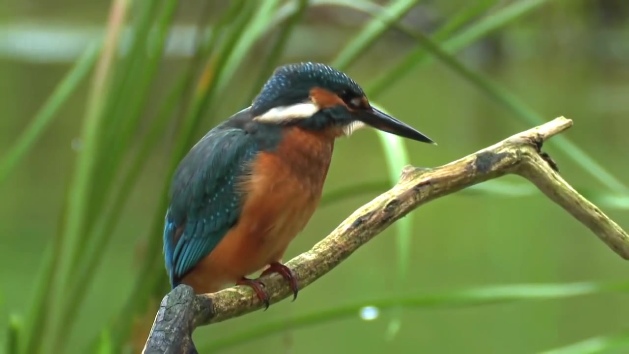 [图]《Common Kingfisher. Bird catching a fish. David Attenborough's opinion.》普通翠鳥