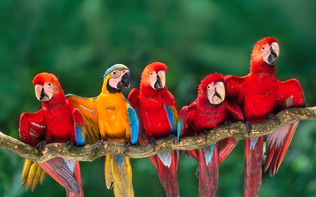 欢迎光临 | 秘鲁坦博帕塔国家自然保护区的金刚鹦鹉(08 frans