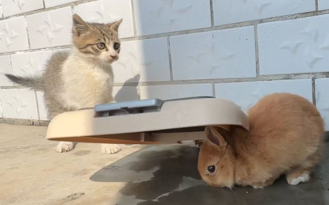 猫设计陷阱,兔子被它忽悠中招-蒙面鸟哥-蒙面鸟哥-哔哩哔哩视频