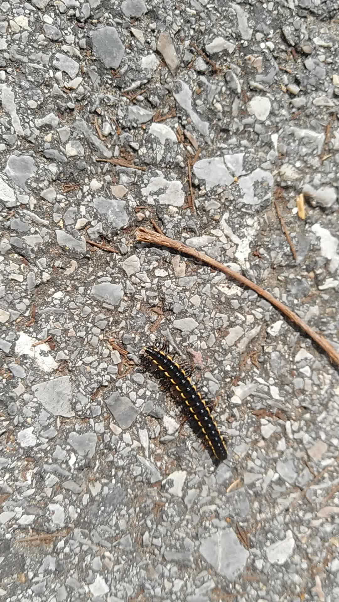 北京小直形马陆vid_20200405_102659