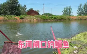 Tải video: 东河闸口钓鳊鱼，手杆8米1，水深4米，全飞铅钓浮2米5，鳊鱼吃口