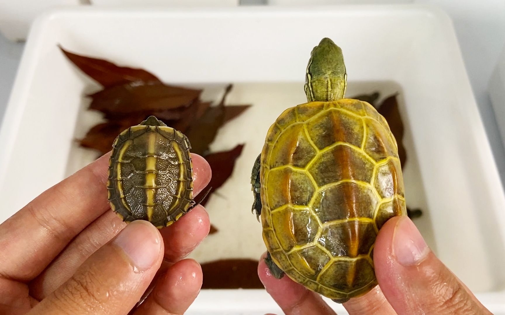 最近入了一群田黄草龟苗,个个壳色偏黄金线明显,你爱了吗?