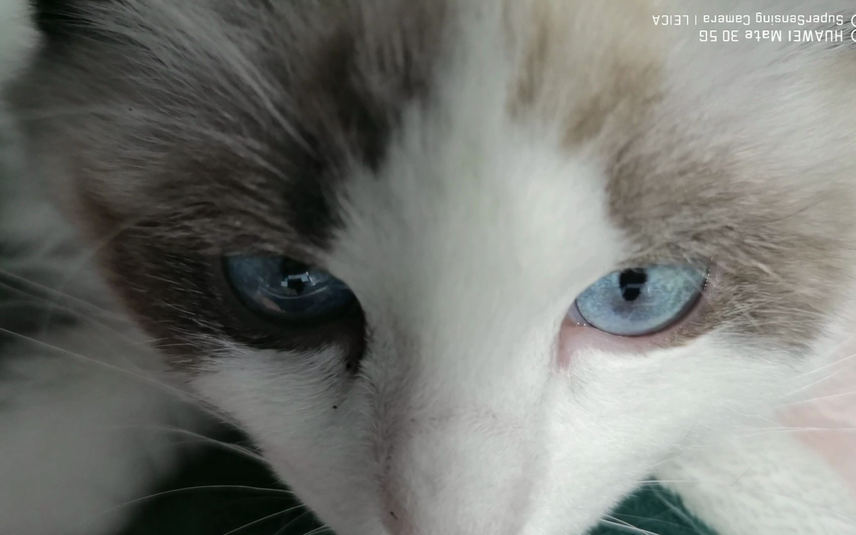 小猫咪的眼球震颤