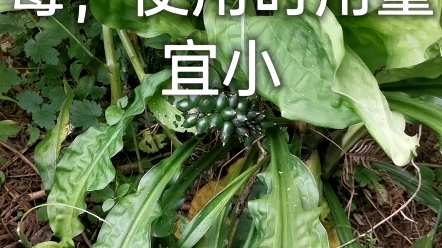 治腰疼要药牛尾七